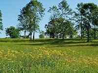 договор купли продажи земельного пая образец